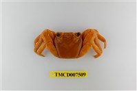 藏品(白紋方蟹)的圖片